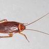 Close-up photograph of an American Cockroach (Periplaneta americana)