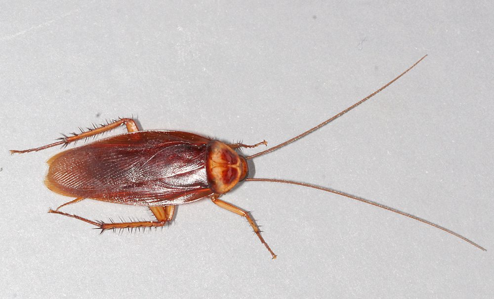 Close-up photograph of an American Cockroach (Periplaneta americana)