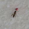 Close-up photograph of an Argentine Ant (Linepithema humile)