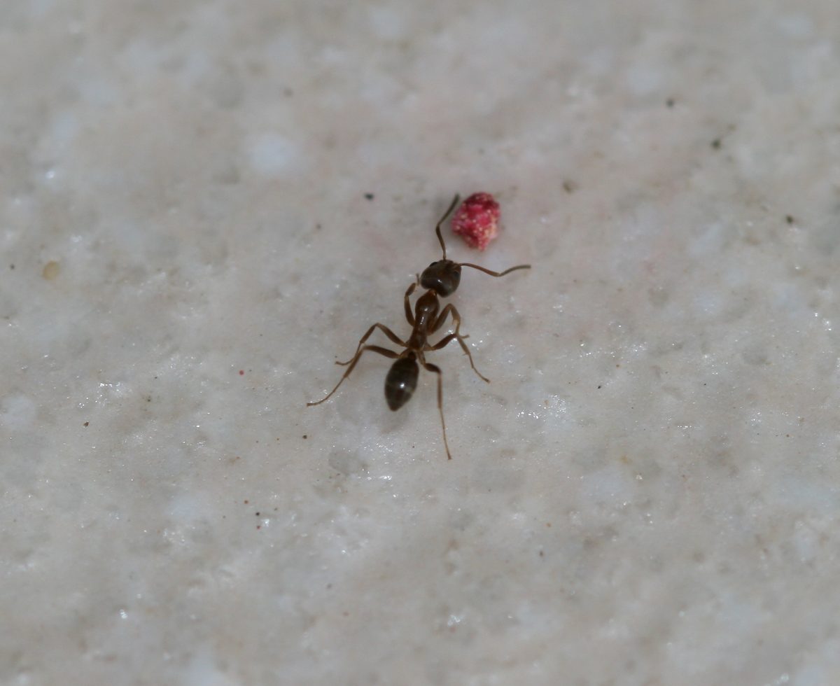 Close-up photograph of an Argentine Ant (Linepithema humile)