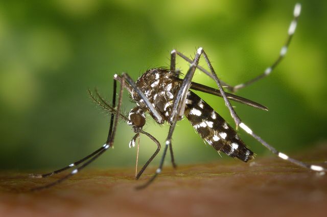 Close-up photograph of an Asian Tiger Mosquito (Aedes albopictus)