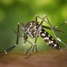 Close-up photograph of an Asian Tiger Mosquito (Aedes albopictus)