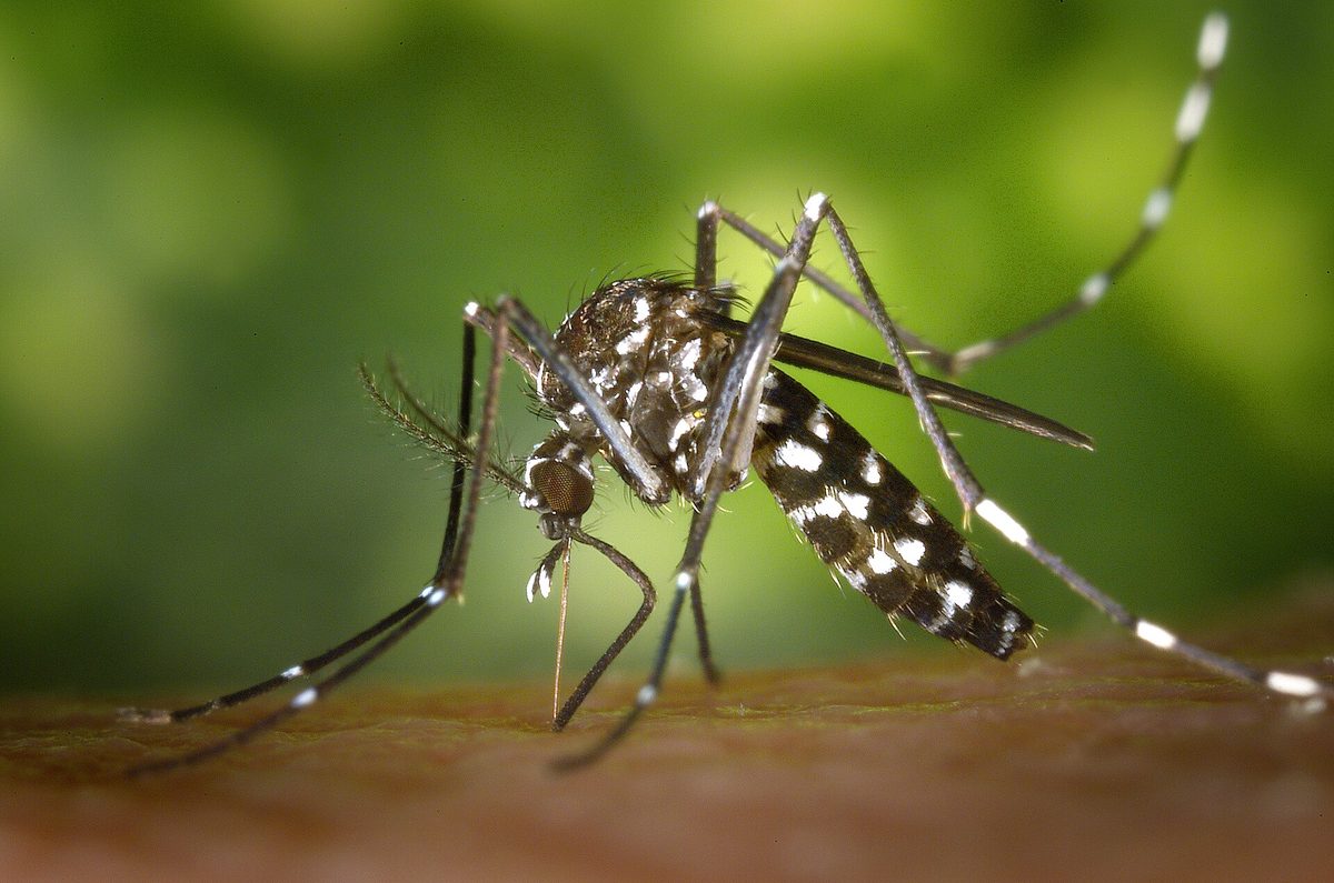 Close-up photograph of an Asian Tiger Mosquito (Aedes albopictus)