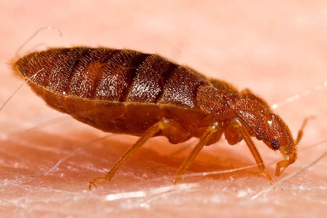 Close-up photograph of a Bed Bug (Cimex lectularius)