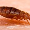 Close-up photograph of a Bed Bug (Cimex lectularius)