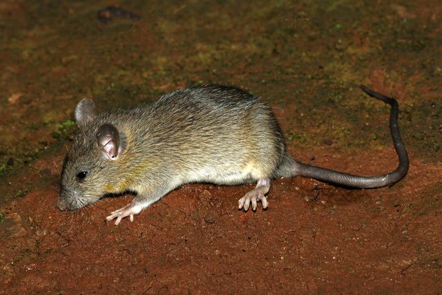 Close-up photograph of a Black Rat (Rattus rattus)