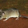 Close-up photograph of a Black Rat (Rattus rattus)