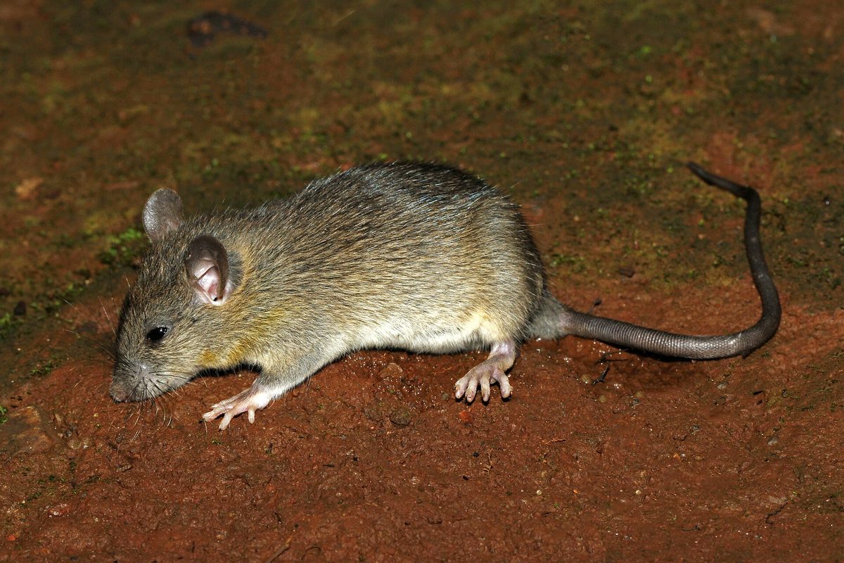 Close-up photograph of a Black Rat (Rattus rattus)