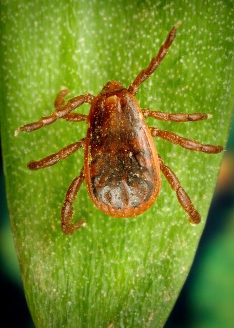 Close-up photograph of a Brown Dog Tick (Rhipicephalus sanguineus)