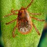 Close-up photograph of a Brown Dog Tick (Rhipicephalus sanguineus)