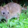 Close-up photograph of a Brown Rat (Rattus norvegicus)