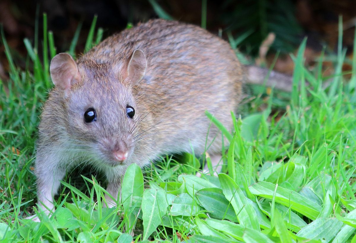 Close-up photograph of a Brown Rat (Rattus norvegicus)