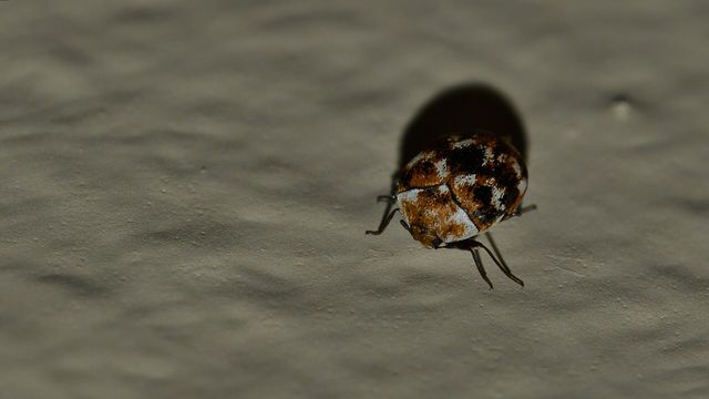 Close-up photograph of a Carpet Beetle (Anthrenus verbasci)
