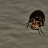Close-up photograph of a Carpet Beetle (Anthrenus verbasci)