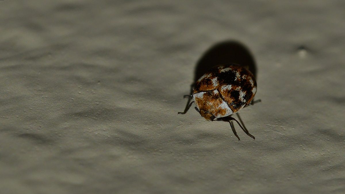 Close-up photograph of a Carpet Beetle (Anthrenus verbasci)