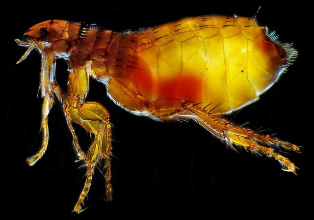 Close-up photograph of a Cat Flea (Ctenocephalides felis)