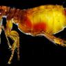 Close-up photograph of a Cat Flea (Ctenocephalides felis)