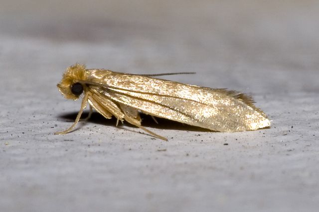 Close-up photograph of a Clothes Moth (Tineola bisselliella)