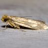 Close-up photograph of a Clothes Moth (Tineola bisselliella)
