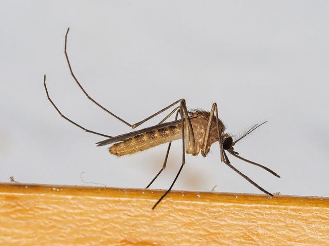 Close-up photograph of a Common House Mosquito (Culex pipiens)