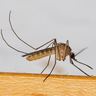 Close-up photograph of a Common House Mosquito (Culex pipiens)