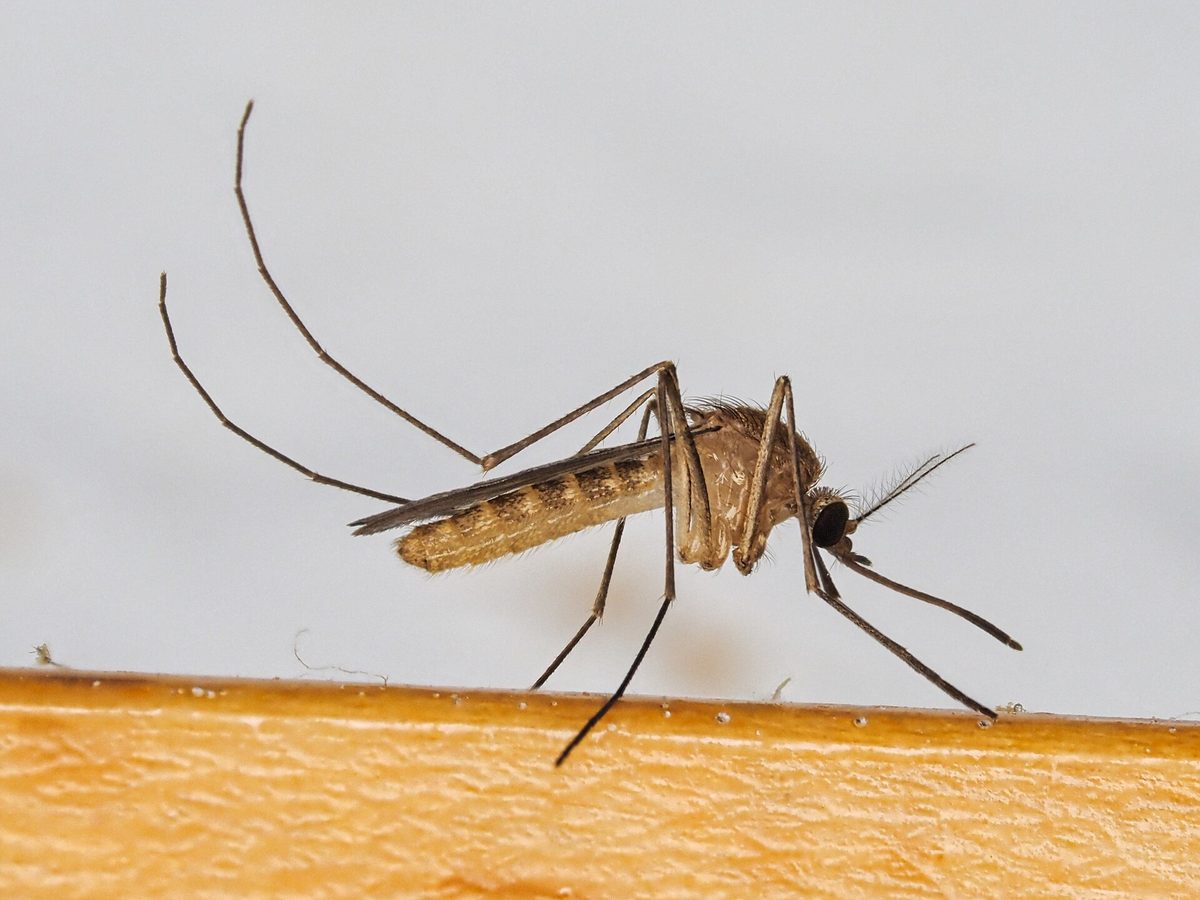 Close-up photograph of a Common House Mosquito (Culex pipiens)