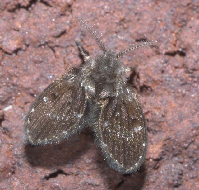 Close-up photograph of a Drain Fly (Clogmia albipunctata)
