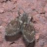 Close-up photograph of a Drain Fly (Clogmia albipunctata)