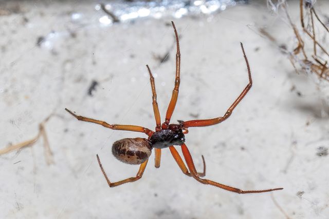 Close-up photograph of a False Widow Spider (Steatoda spp.)