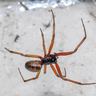 Close-up photograph of a False Widow Spider (Steatoda spp.)