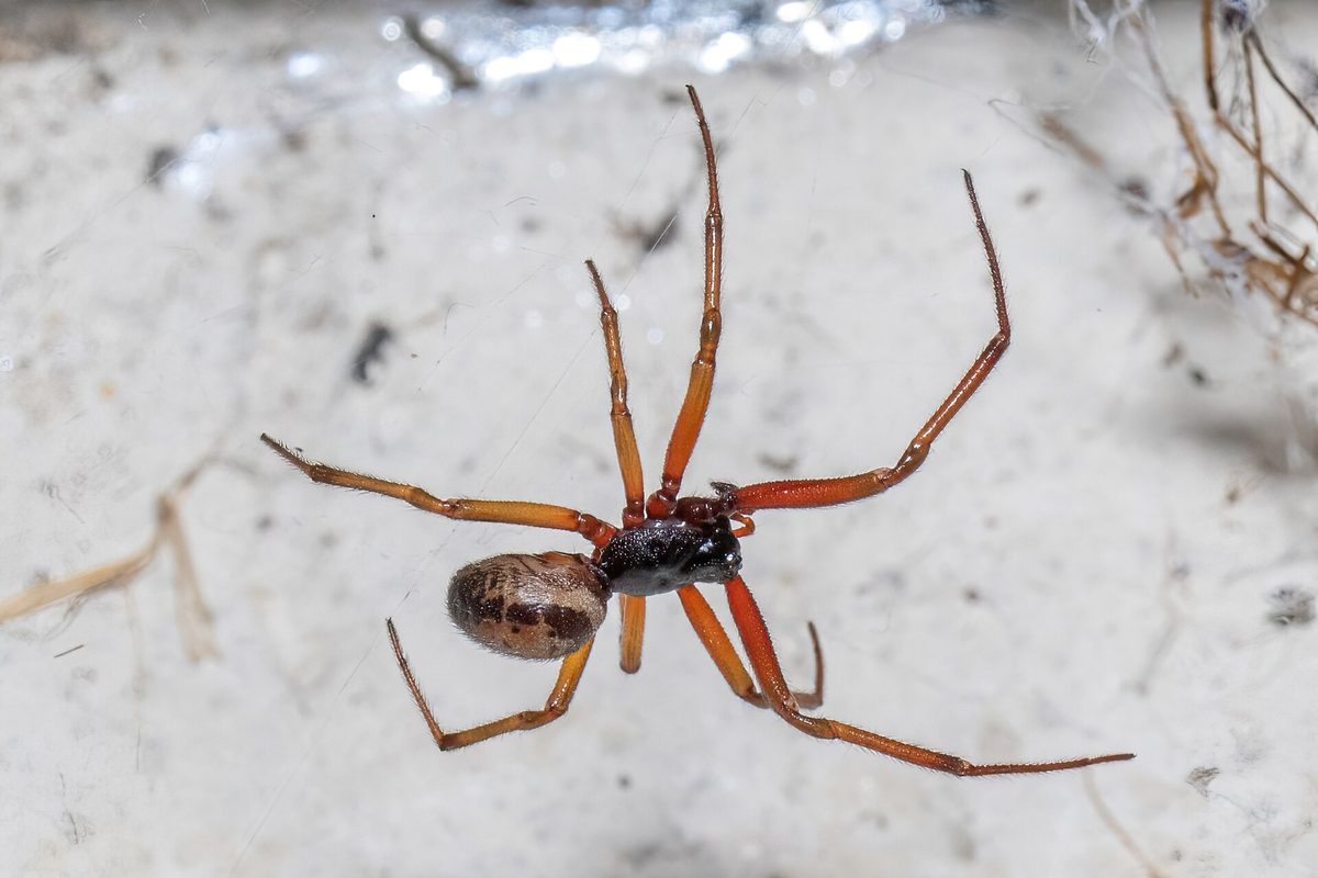 Close-up photograph of a False Widow Spider (Steatoda spp.)