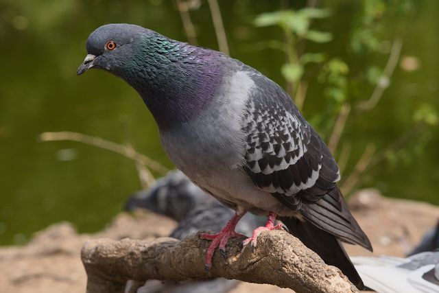 Close-up photograph of a Feral Pigeon (Columba livia domestica)