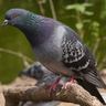 Close-up photograph of a Feral Pigeon (Columba livia domestica)
