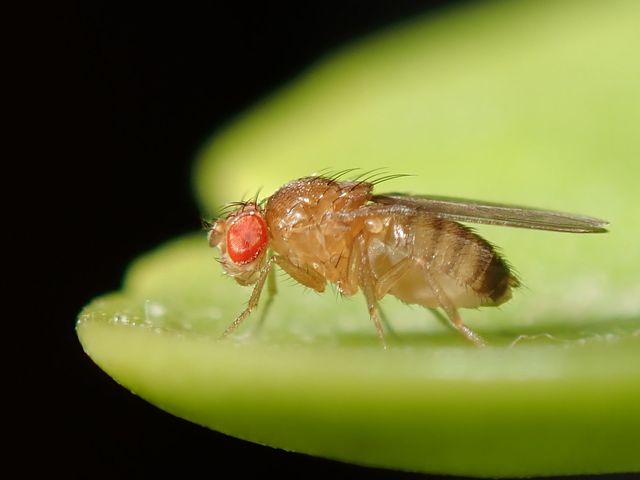 Close-up photograph of a Fruit Fly (Drosophila melanogaster)