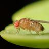 Close-up photograph of a Fruit Fly (Drosophila melanogaster)