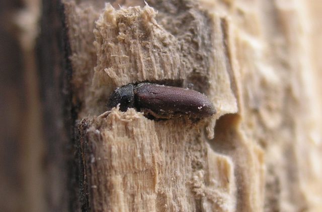 Close-up photograph of a Woodworm (Anobium punctatum)