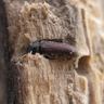 Close-up photograph of a Woodworm (Anobium punctatum)