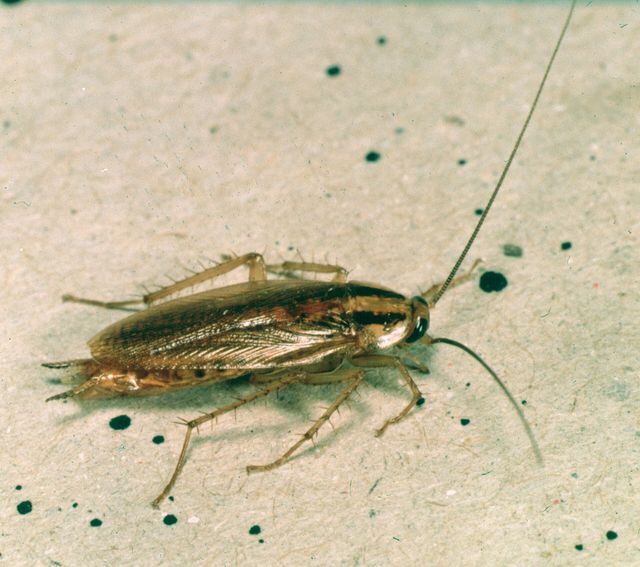 Close-up photograph of a German Cockroach (Blattella germanica)