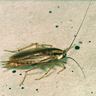Close-up photograph of a German Cockroach (Blattella germanica)