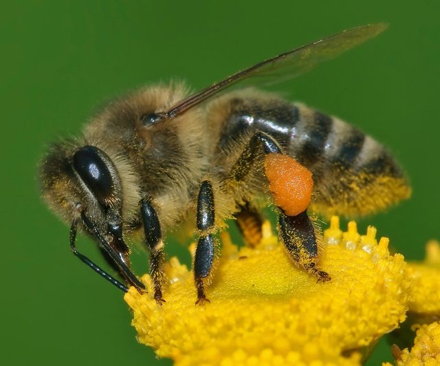 Close-up photograph of a Honey Bee (Apis mellifera ruttneri)