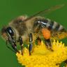 Close-up photograph of a Honey Bee (Apis mellifera ruttneri)