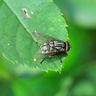 Close-up photograph of a House Fly (Musca domestica)