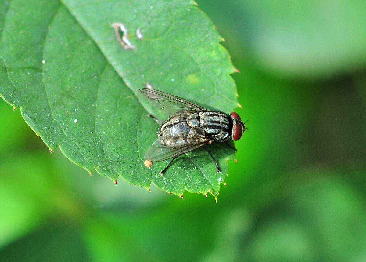 Close-up photograph of a House Fly (Musca domestica)
