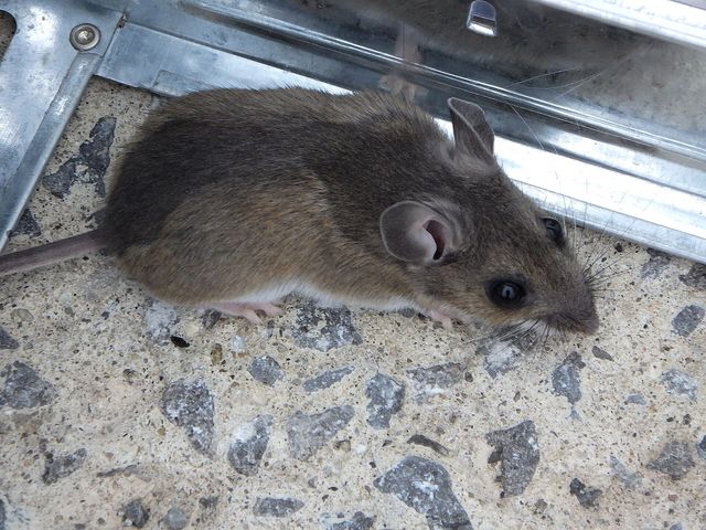 Close-up photograph of a House Mouse (Mus musculus)