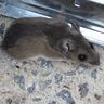 Close-up photograph of a House Mouse (Mus musculus)