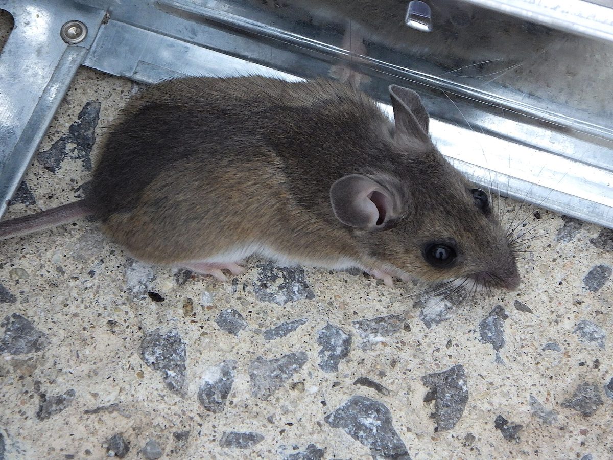 Close-up photograph of a House Mouse (Mus musculus)