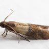 Close-up photograph of a Pantry Moth (Plodia interpunctella)
