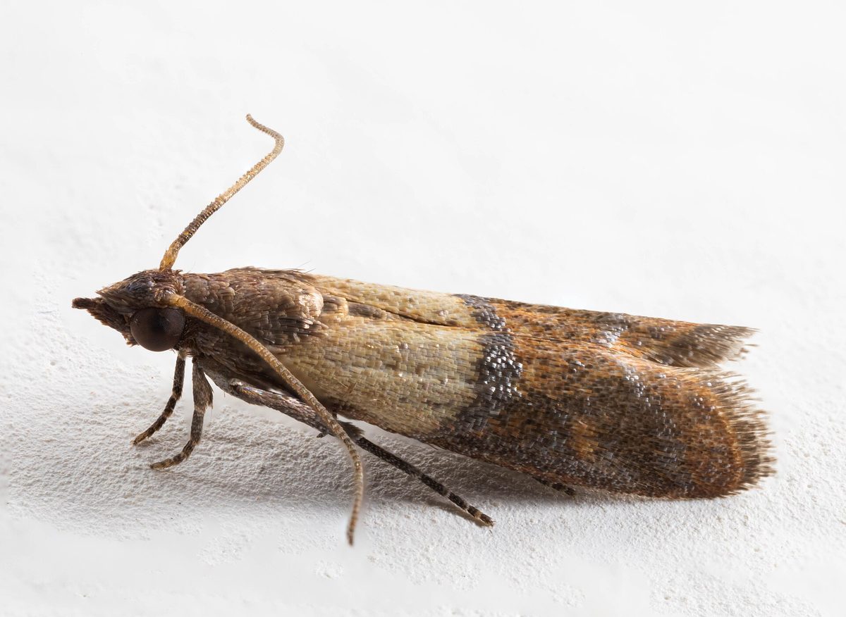 Close-up photograph of a Pantry Moth (Plodia interpunctella)