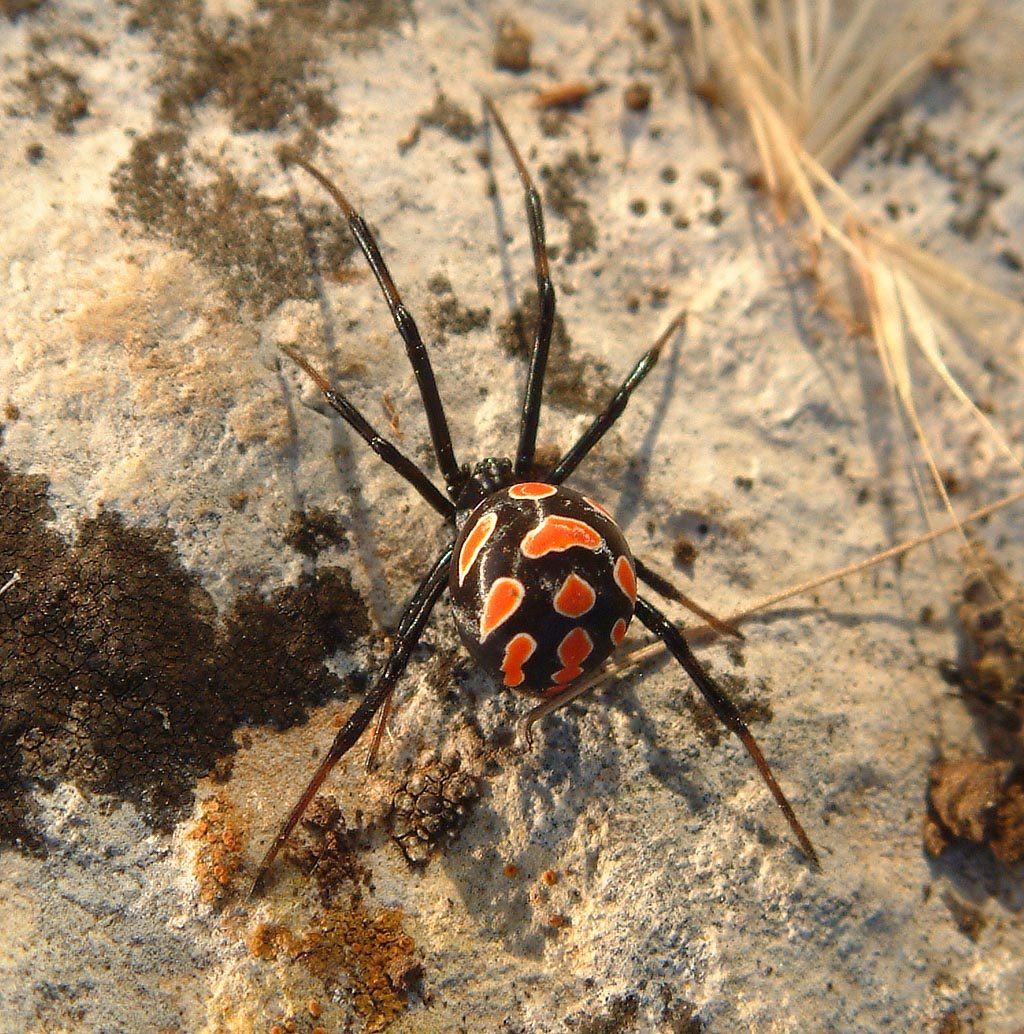 Close-up photograph of a Mediterranean Black Widow (Latrodectus tredecimguttatus)