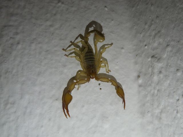 Close-up photograph of a Mediterranean Scorpion (Euscorpius sicanus)